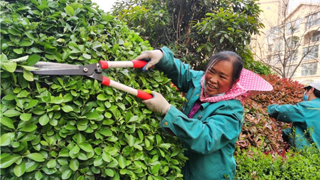 春季綠植養護正當時