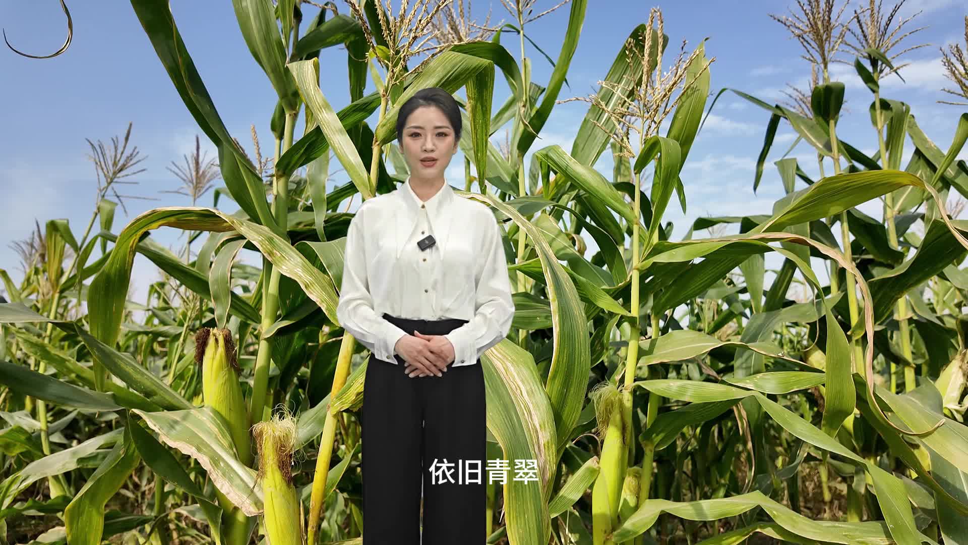 每年可以種三季，冬天成熟的玉米你見過嗎？